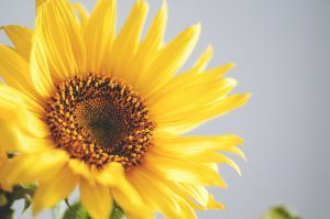sesiones de coaching para padres